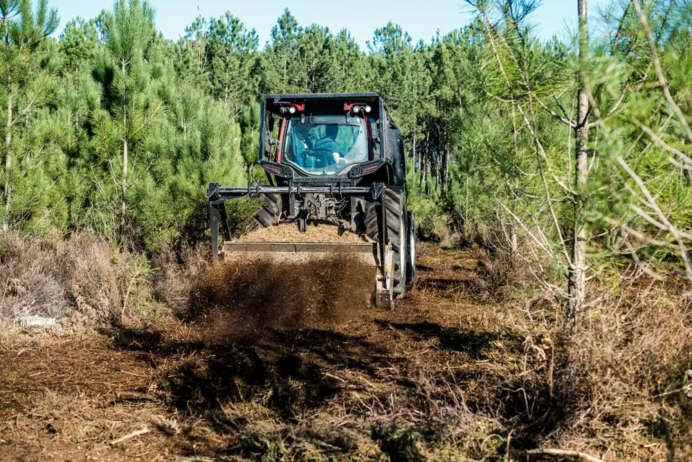 brush cutter forest
